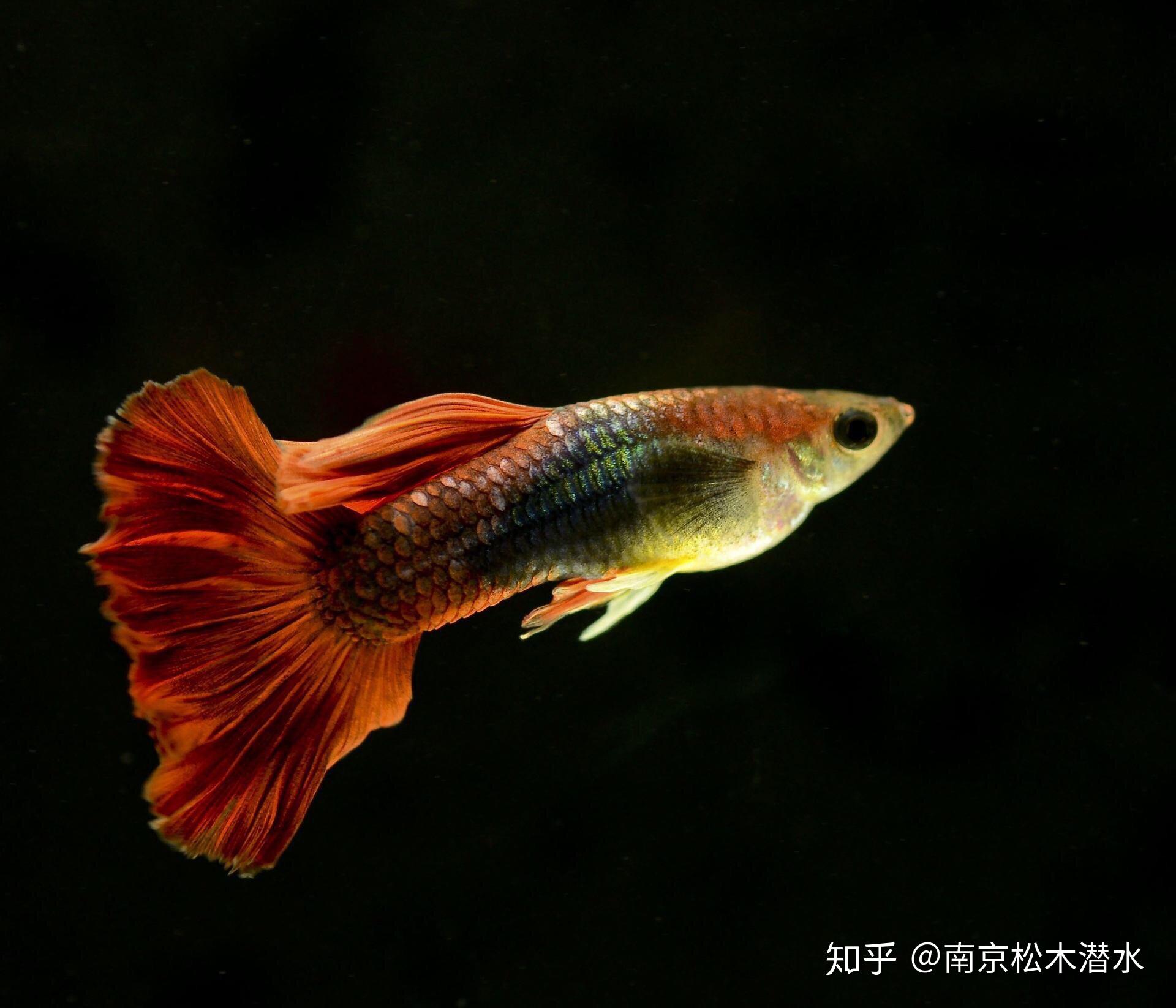 孔雀魚