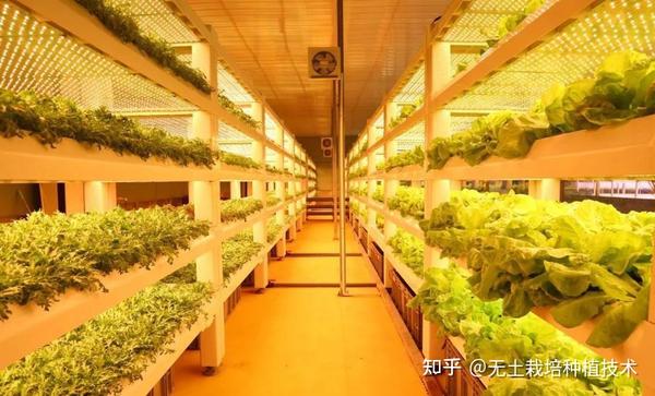 高级农业 无土栽培 植物工厂 了解一下 知乎