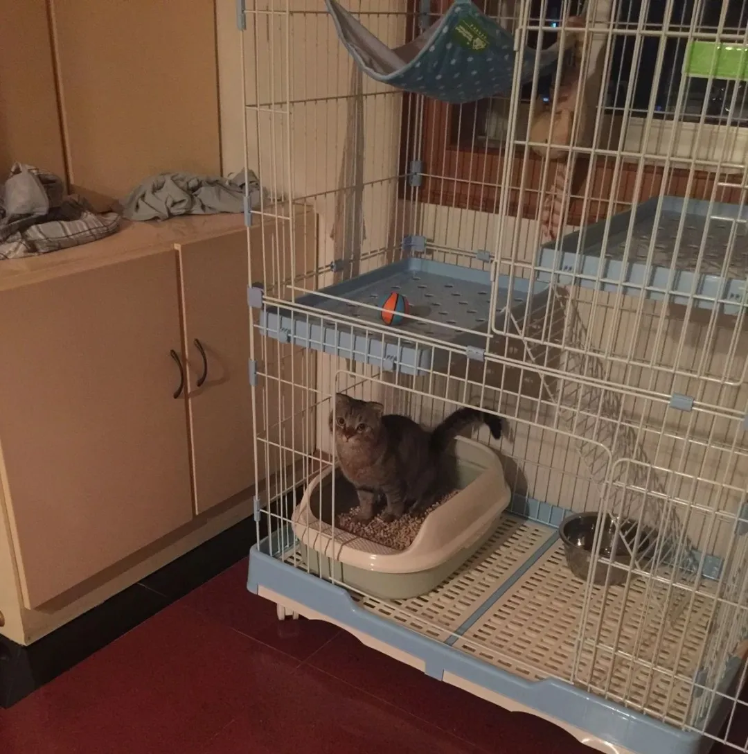 猫能不能关笼子养笼养的利与弊