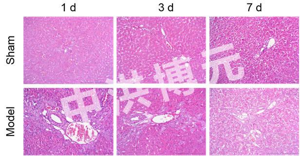 假手術組大鼠術後第1,3,7天肝細胞形態正常,顯示正常肝小葉結構,肝