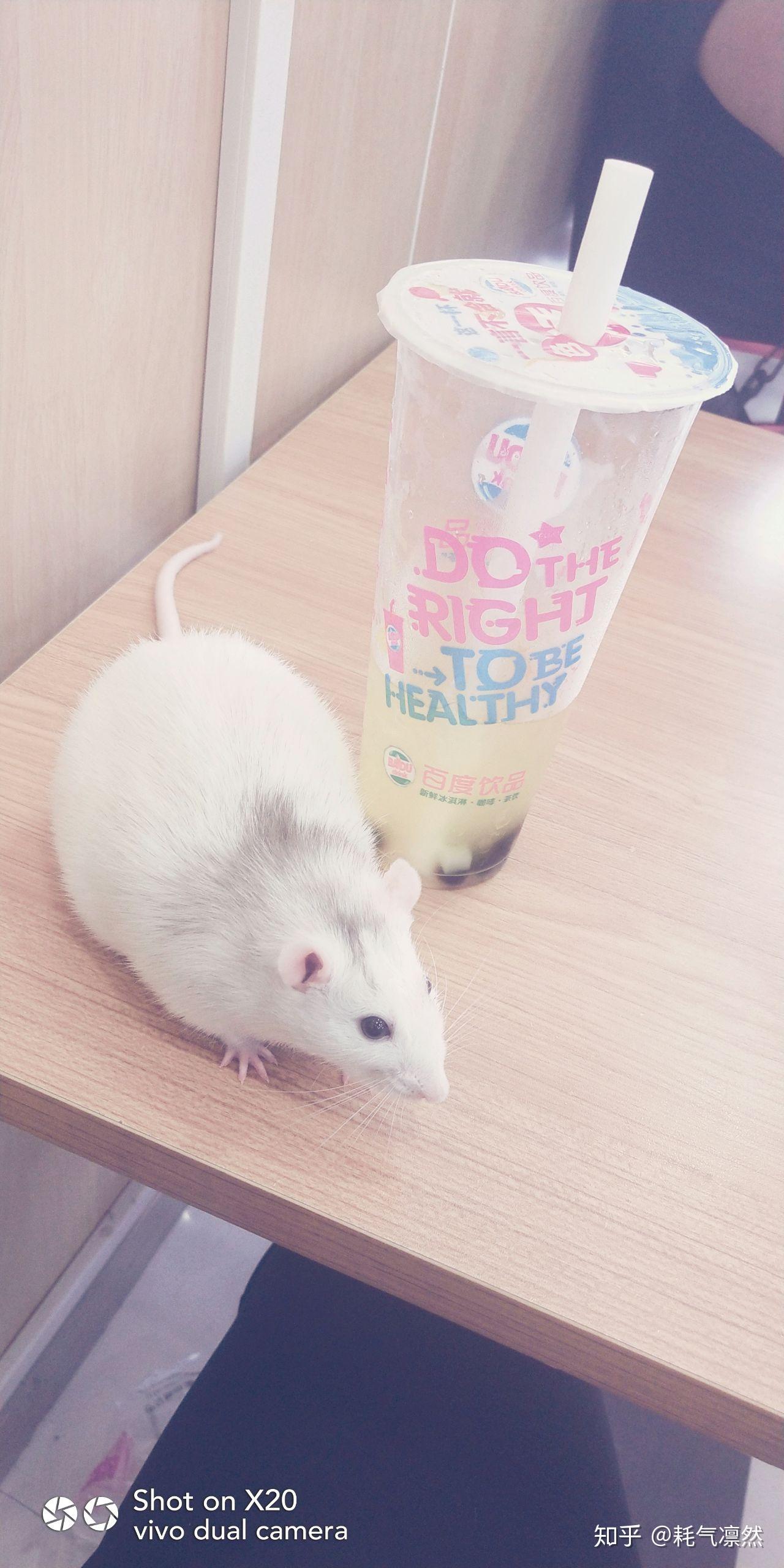 怎么养花枝鼠最好 v2-12295227be18963c11ea1a0891d73725_r.jpg