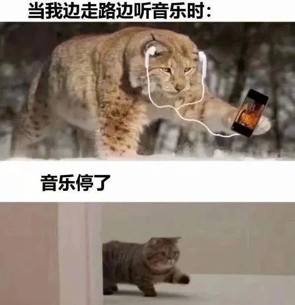 19小动物们的沙雕瞬间小猫咪:"开门,送外卖!