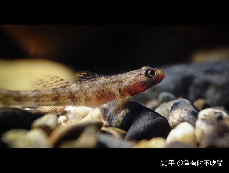 中國原生魚吻蝦虎魚圖鑑