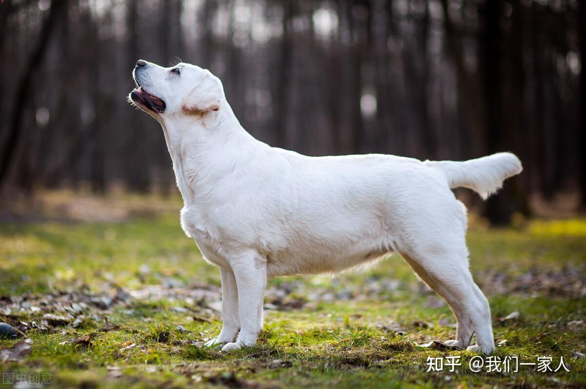 拉布拉多尾巴上翘图片图片