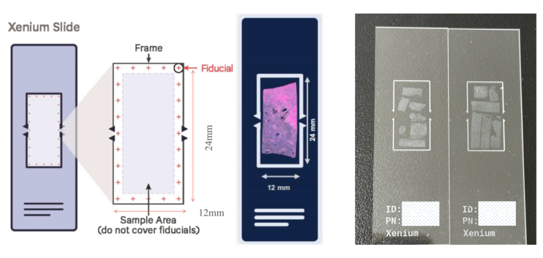 实测数据丨贝瑞基因Xenium 5K见证空间组学突破性表现 - 知乎