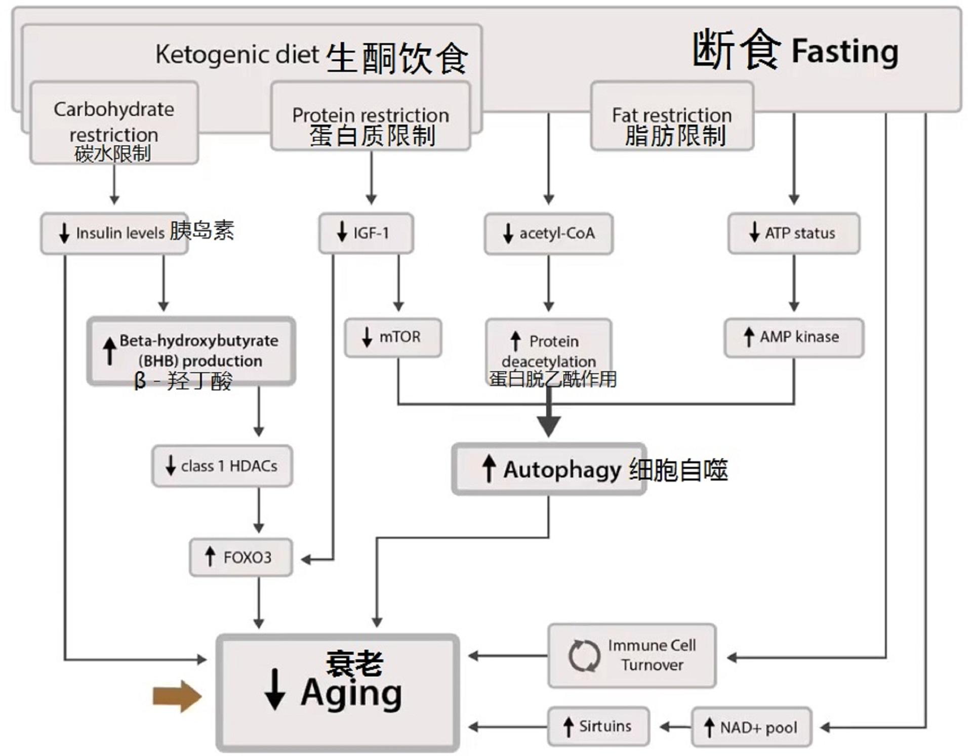 巴克研究所2:生酮,β-羟丁酸,限制饮食减缓衰老流程图