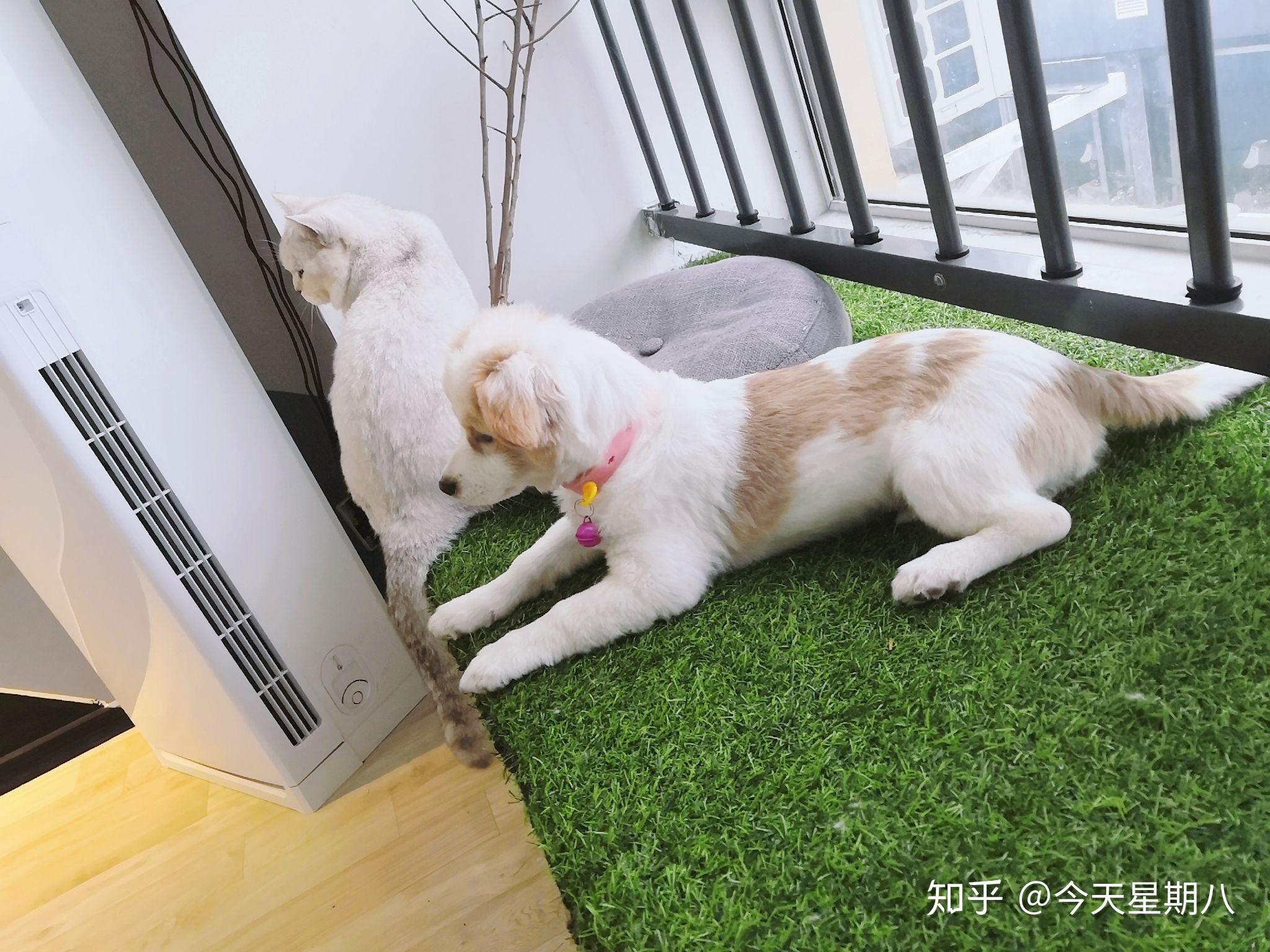 猫狗双全家庭的猫狗真的都像网上一样互相舔毛和谐友爱吗? - 知乎