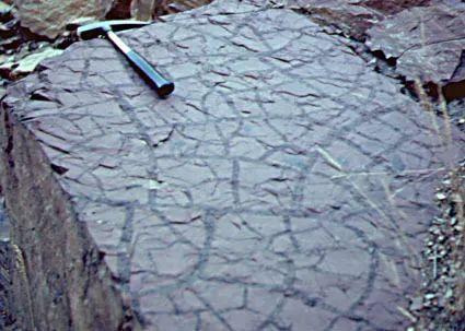 天天学普地沉积构造波痕泥裂