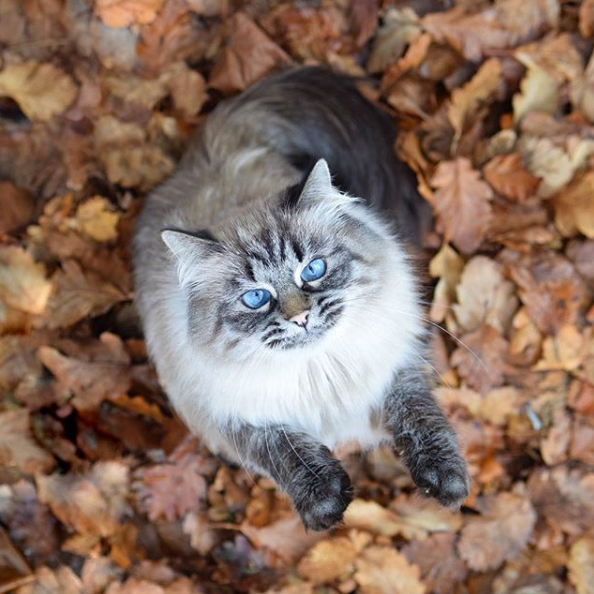 吸猫大会:缅因混血猫june