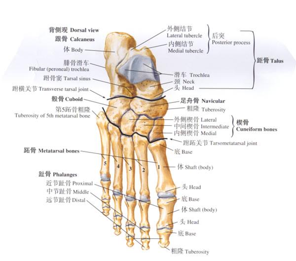 马蹄内翻足的重要知识点 - 知乎