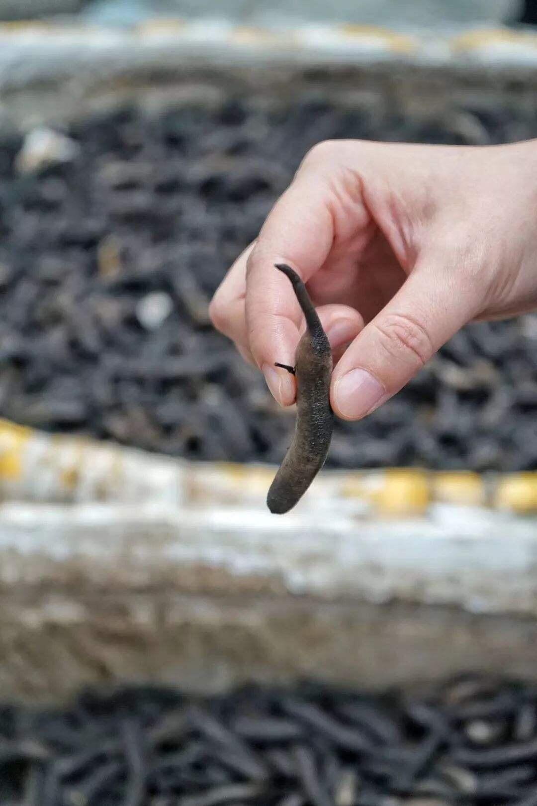 土笋冻张云雷带你走近非遗