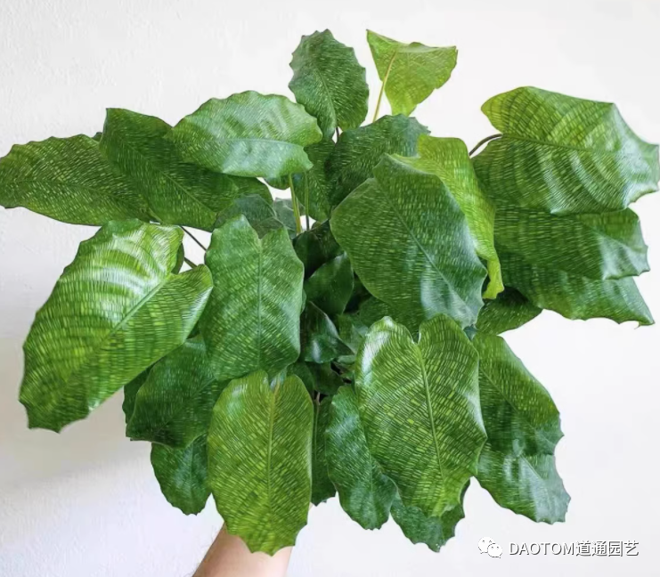 竹芋入秋后的养护技巧，生长旺盛的同时叶片生长漂亮 - 知乎