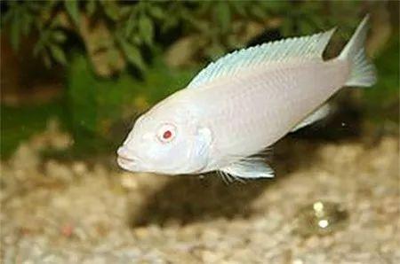 马湖雪鲷的生存方式野外不成活只要被人捧照样活