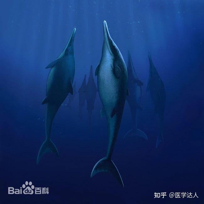 诺弗勒恶龙(masiakasaurus knopfleri)是一种生活在约7000万年前的晚