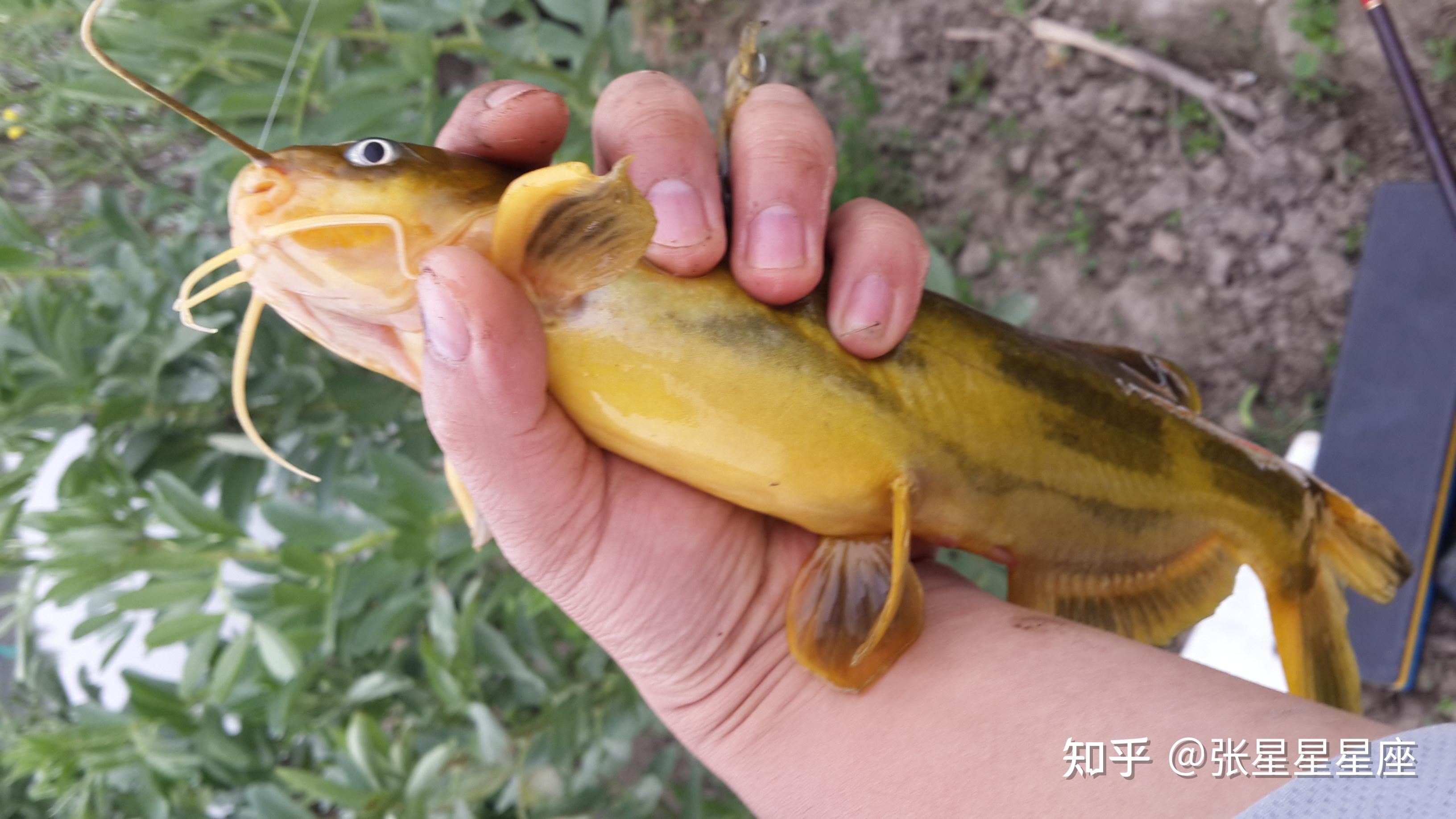 黃辣丁黃骨魚這樣釣一晚可以釣上百條關鍵一步在這裡