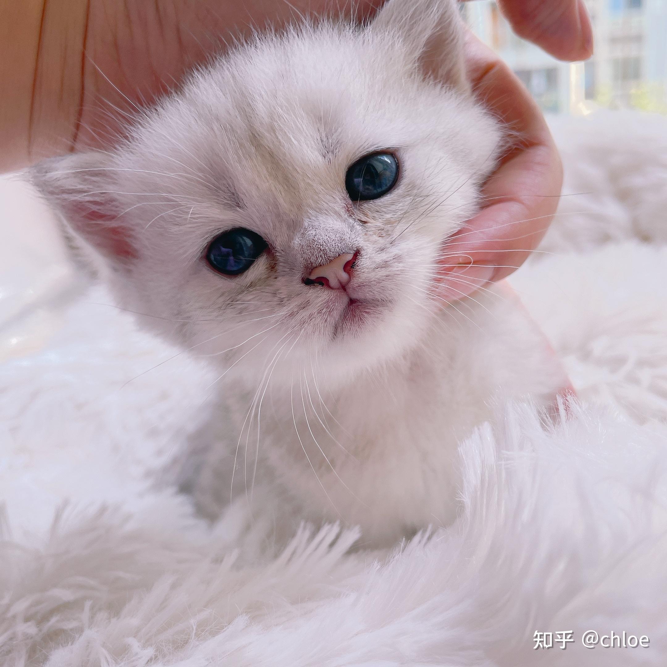 精品包子脸英短幼猫 虎斑,银渐层,金吉拉猫咪找新家