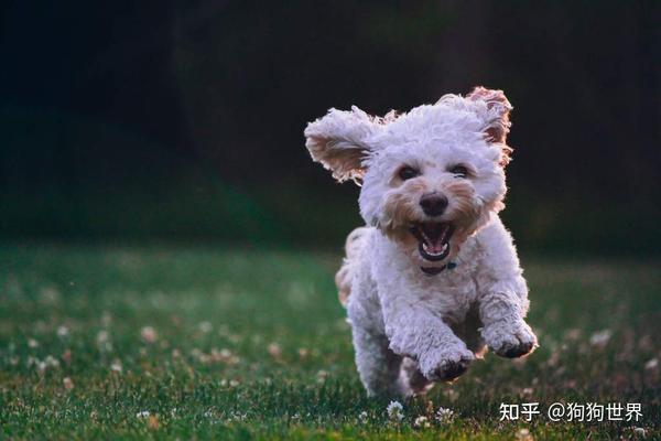 狗可以吃黄瓜吗 知乎