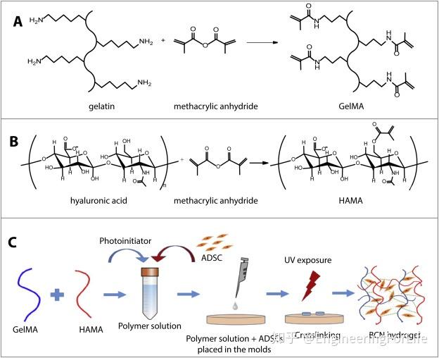 biomaterialsgelmahama双组分水凝胶负载脂肪干细胞可促