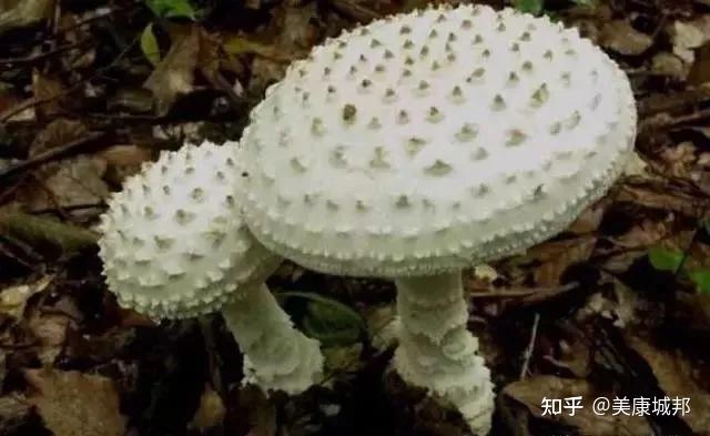红伞伞白杆杆,不是最毒的蘑菇,最毒的是这种…… - 知乎