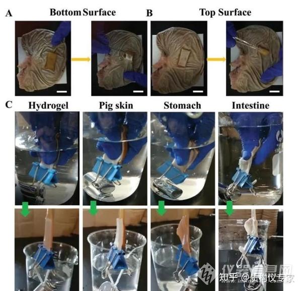 水凝胶组织粘合剂力学性能检测服务 - 知乎