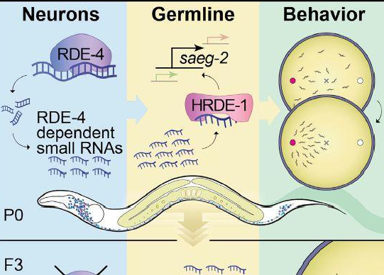 v2-128db44cec1e0d31485b2a6df666cd06_1440w.jpg?source=172ae18b