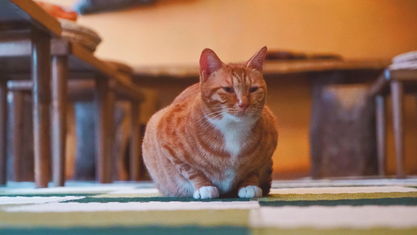 去哪撸猫 像宫崎骏电影一样美的猫咖 不思议的猫花园 知乎