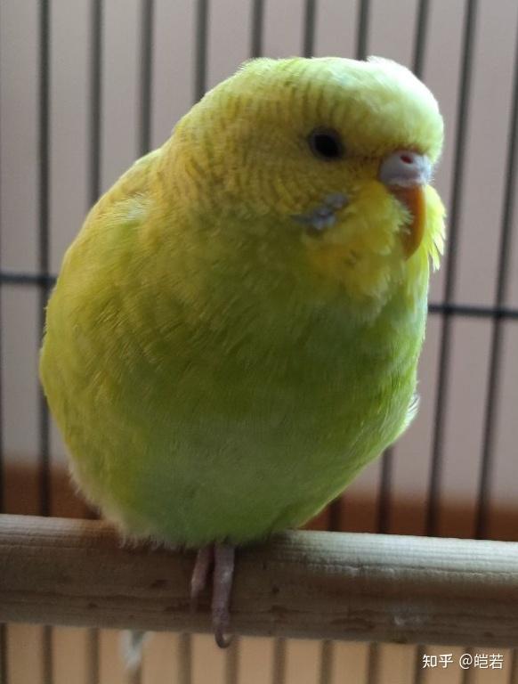 虎皮鹦鹉可爱可耐