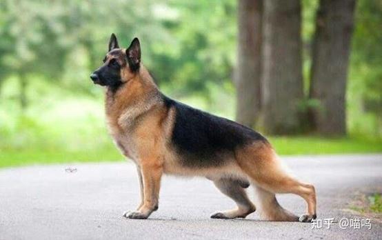 这种类型的德国牧羊犬体型一般都比较高大细长.