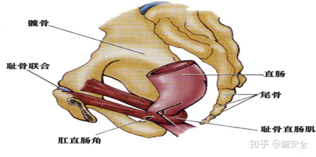 耻骨直肠肌图片
