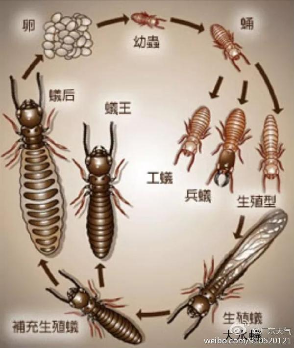 飞蚁,也被称为大水蚁是白蚁中的一种