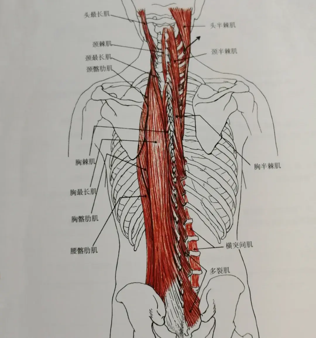 竖脊肌——竖脊肌首当其冲其中,跨越距离最长,最忙碌的肌肉之一重压