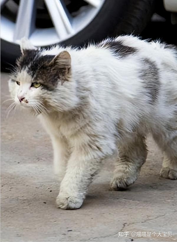 “流浪猫”是如何生存的?看完,请珍惜你的猫 - 知乎