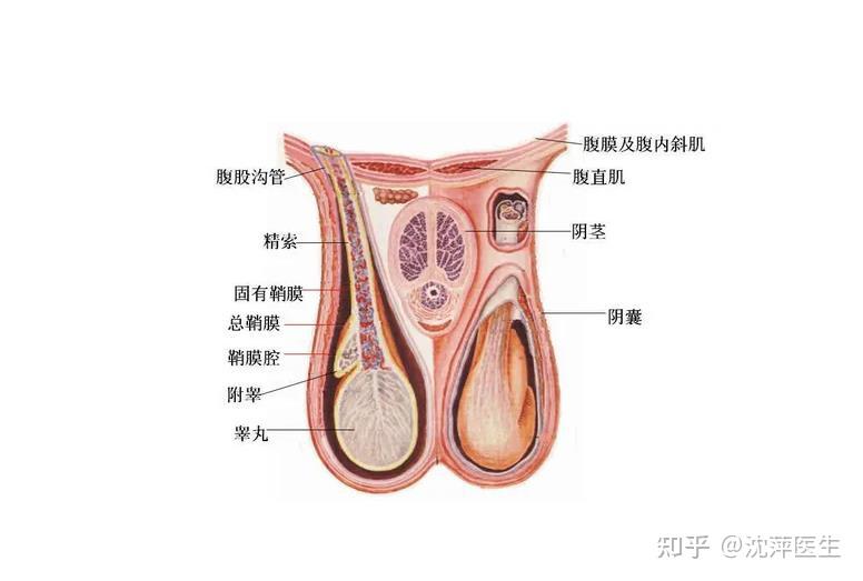 正常阴囊 表面图片