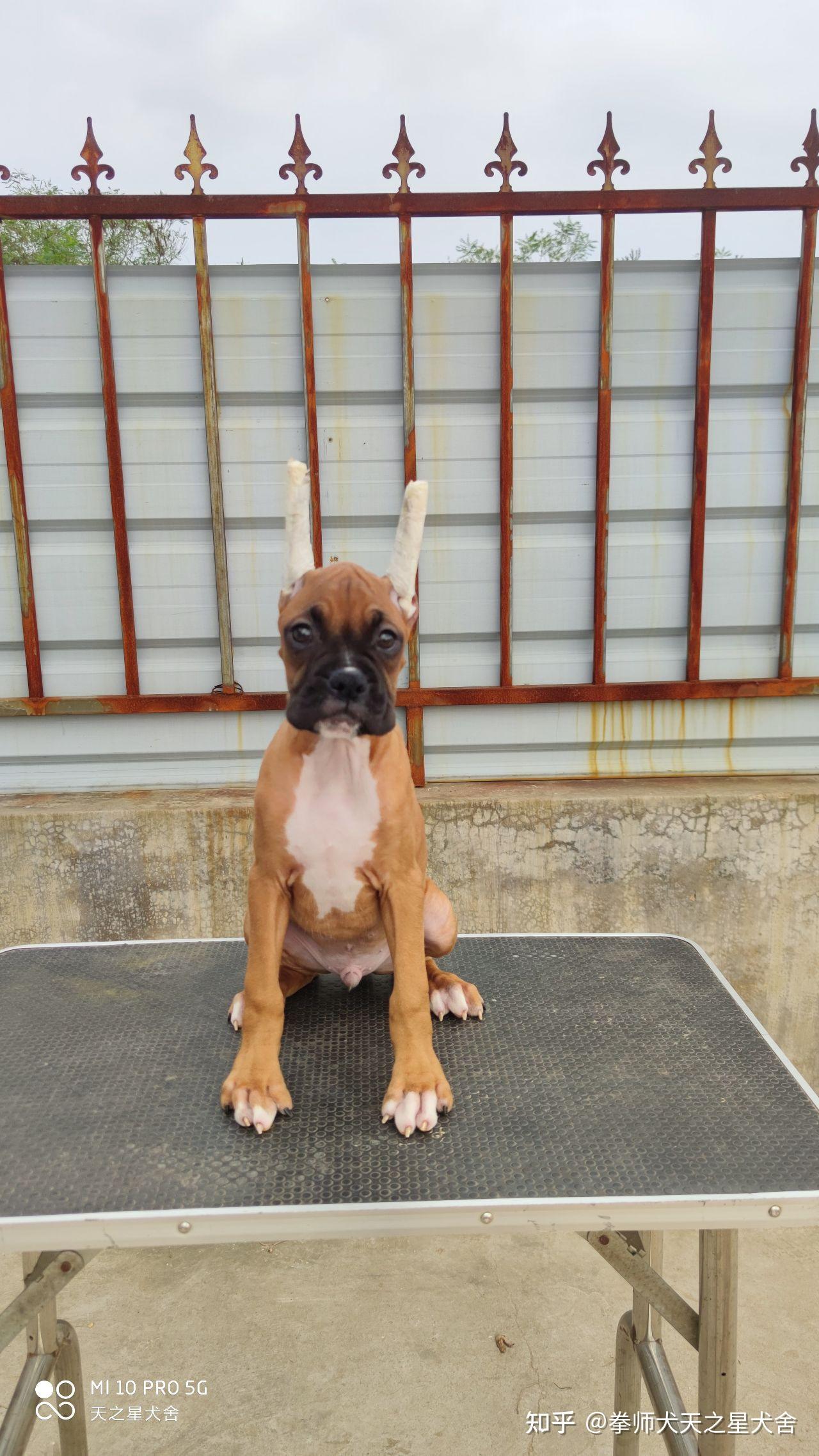 拳师犬小公找新家赛级品质宠物级价格