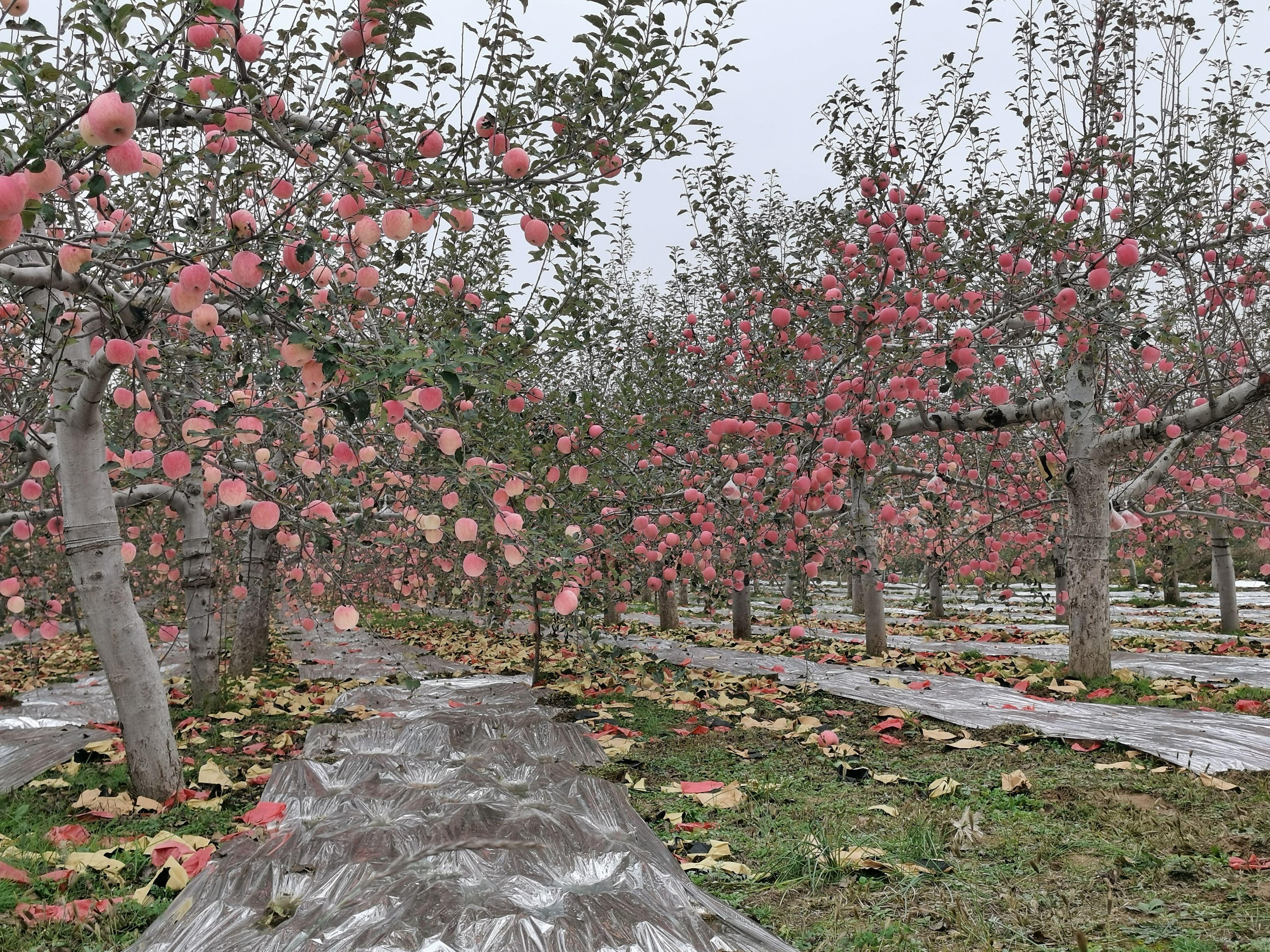 洛川苹果,来自黄土高原的风味 - 知乎