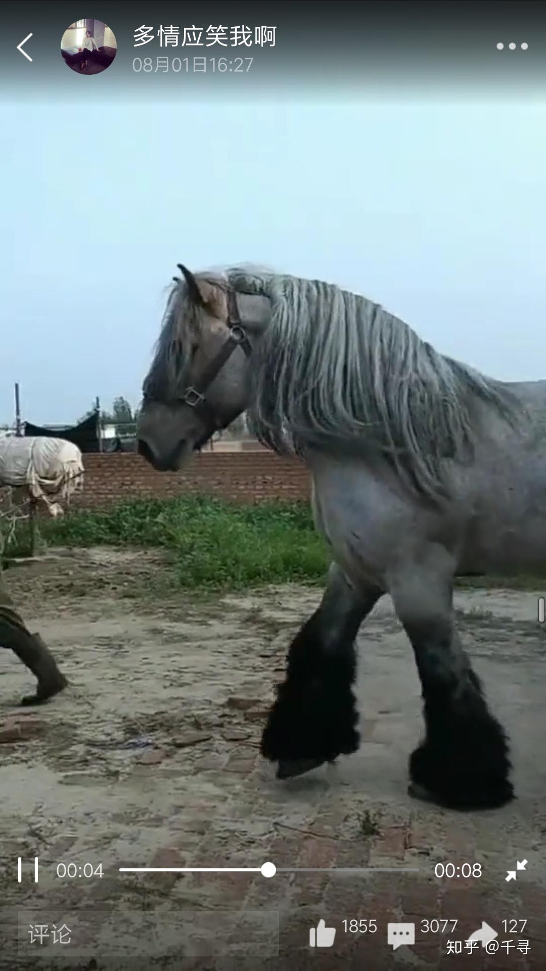 世界上最大的马形雕塑：铠魄巨马-作品-大疆社区