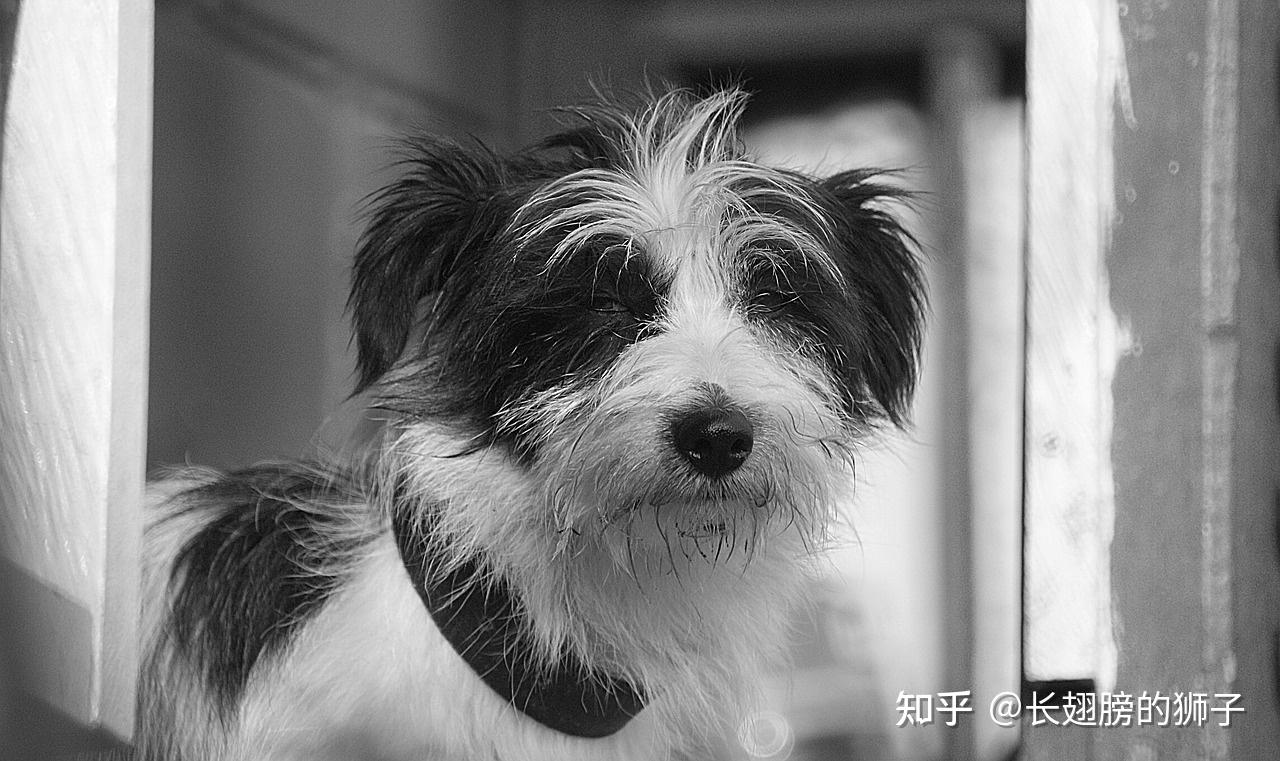 「子不语」最令人毛骨悚然的故事——唱歌犬
