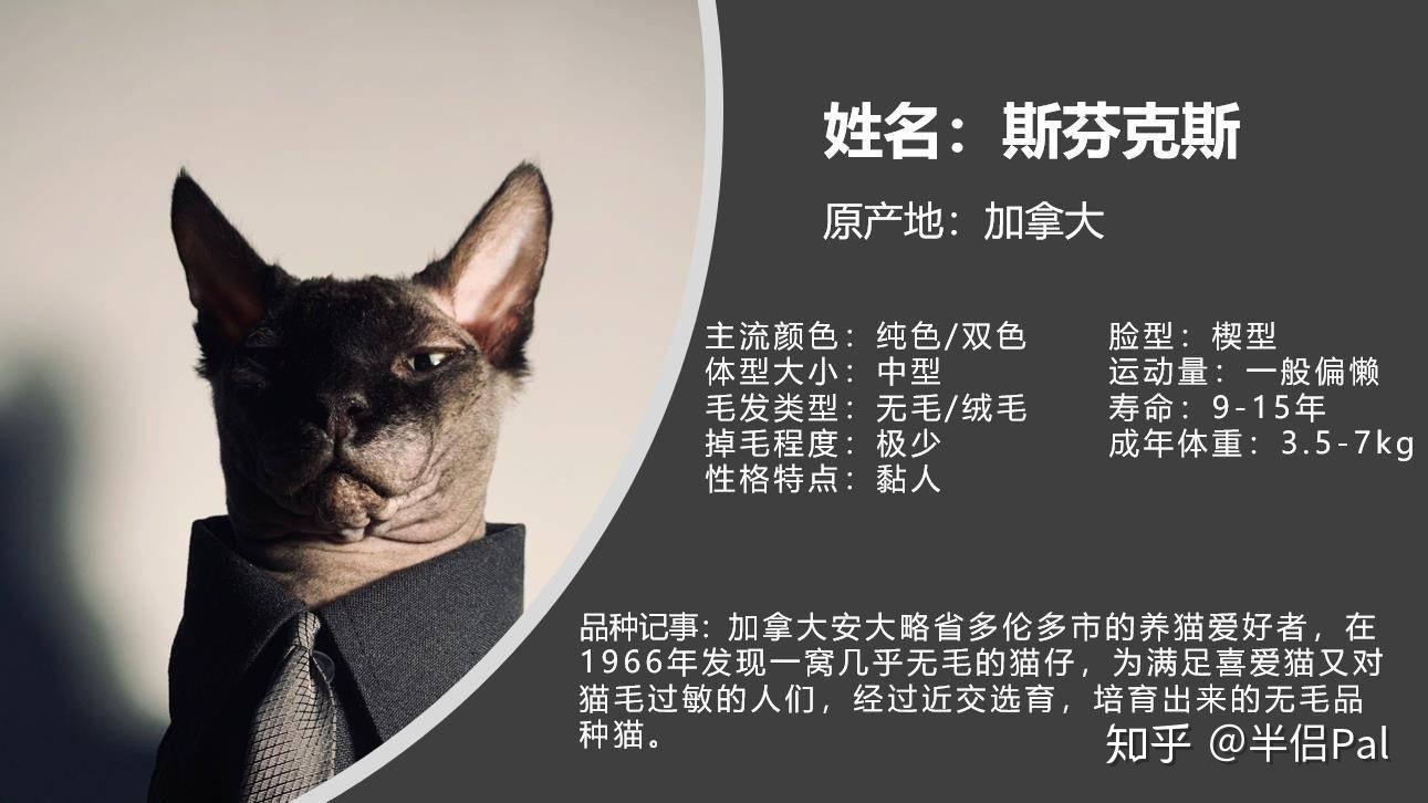 拜拜直男审美,猫系男友改造计划安排上!