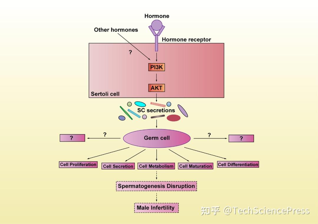 BIOCELL综述丨激素介导的 PI3K/AKT 信号对细胞精子发生的影响 - 知乎