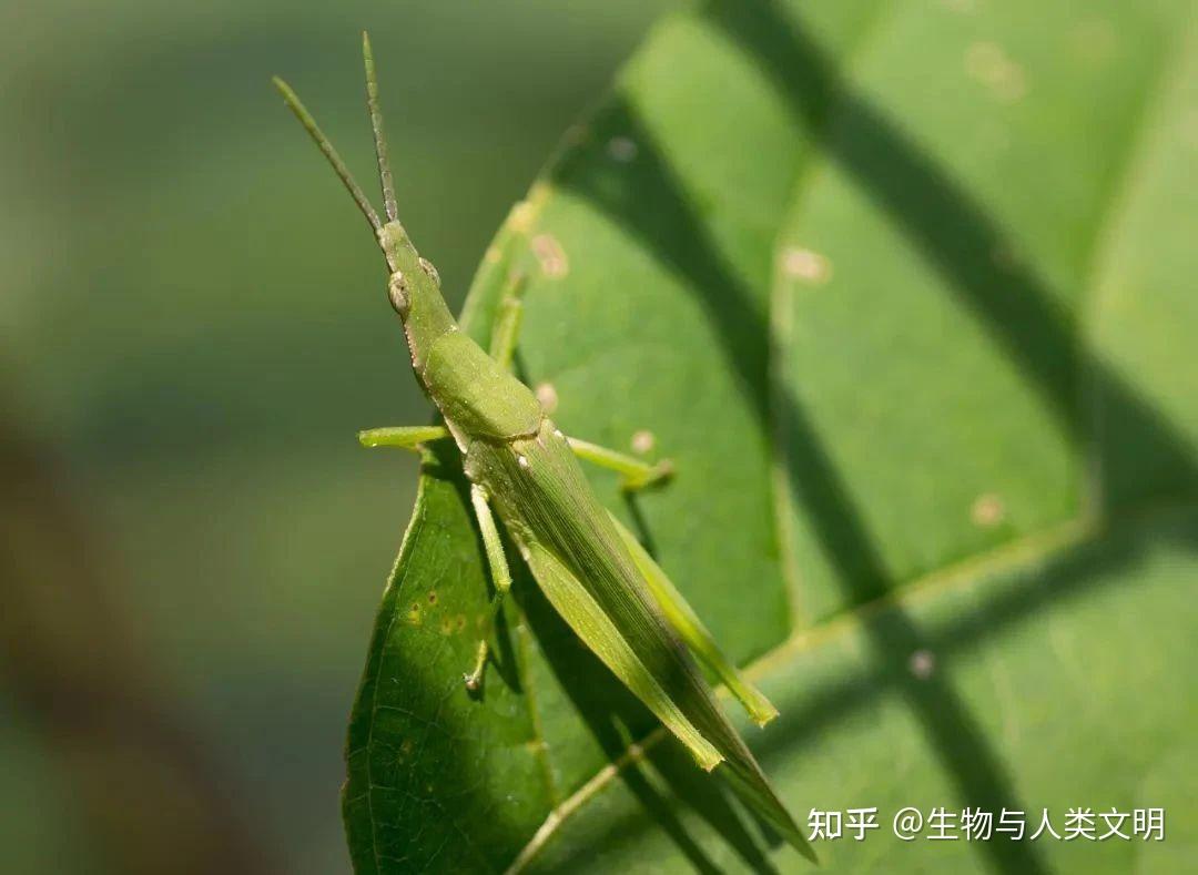 【动物界全系列】蝗总科—网翅蝗科（下）：台蝗 - 知乎
