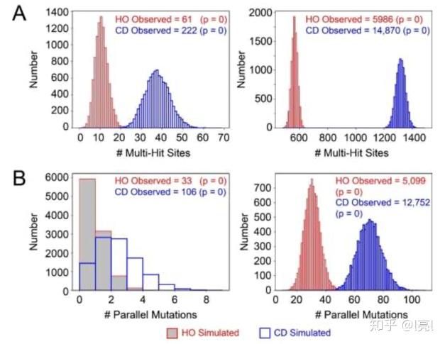laggingstrand上为何有基因一个学术瓜