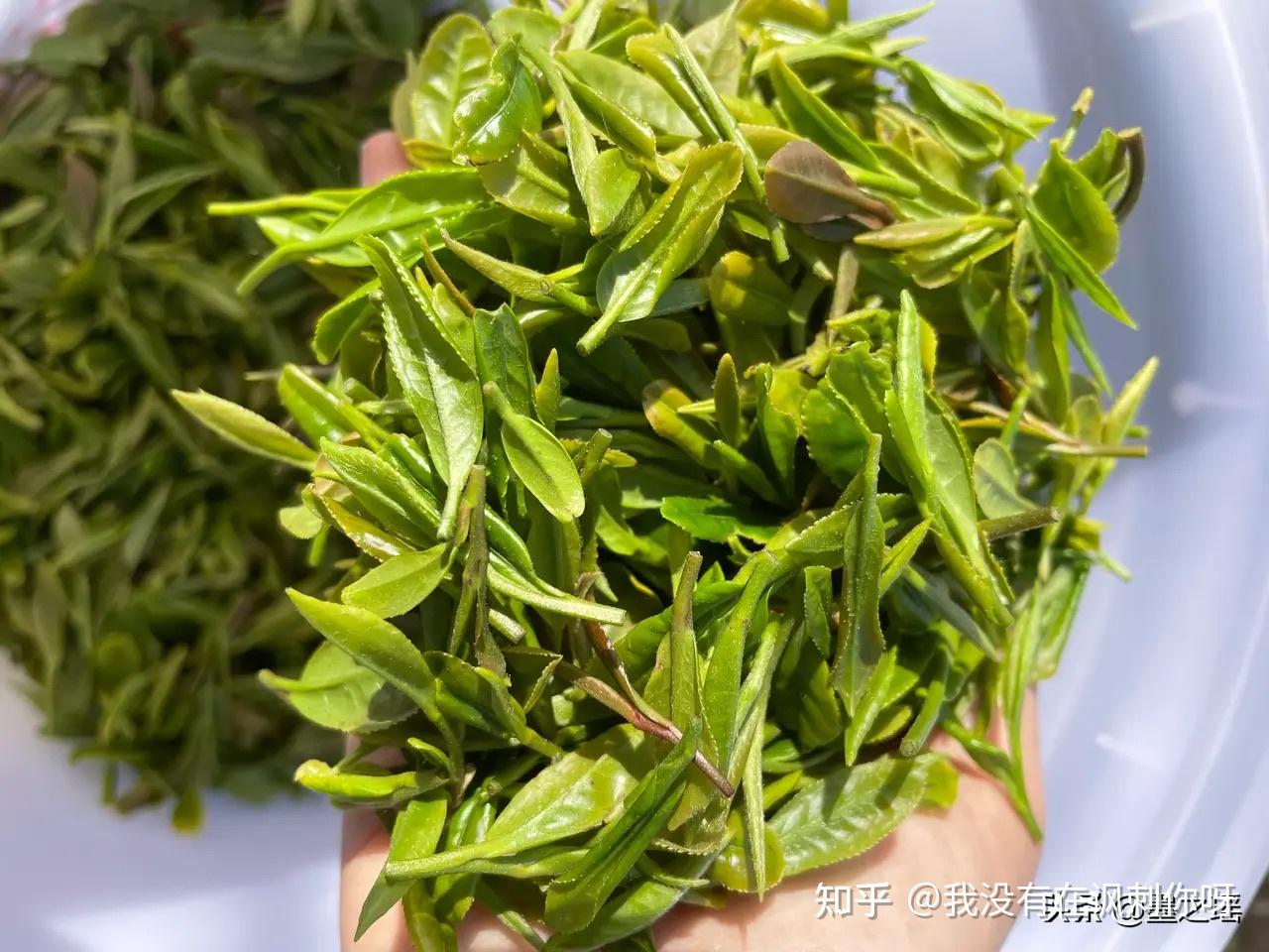 海青茶 - 知乎