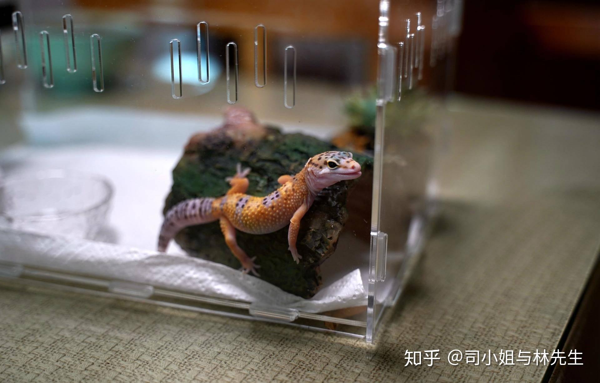 如何饲养一只豹纹守宫,爬宠爱好入门(中集) - 知乎