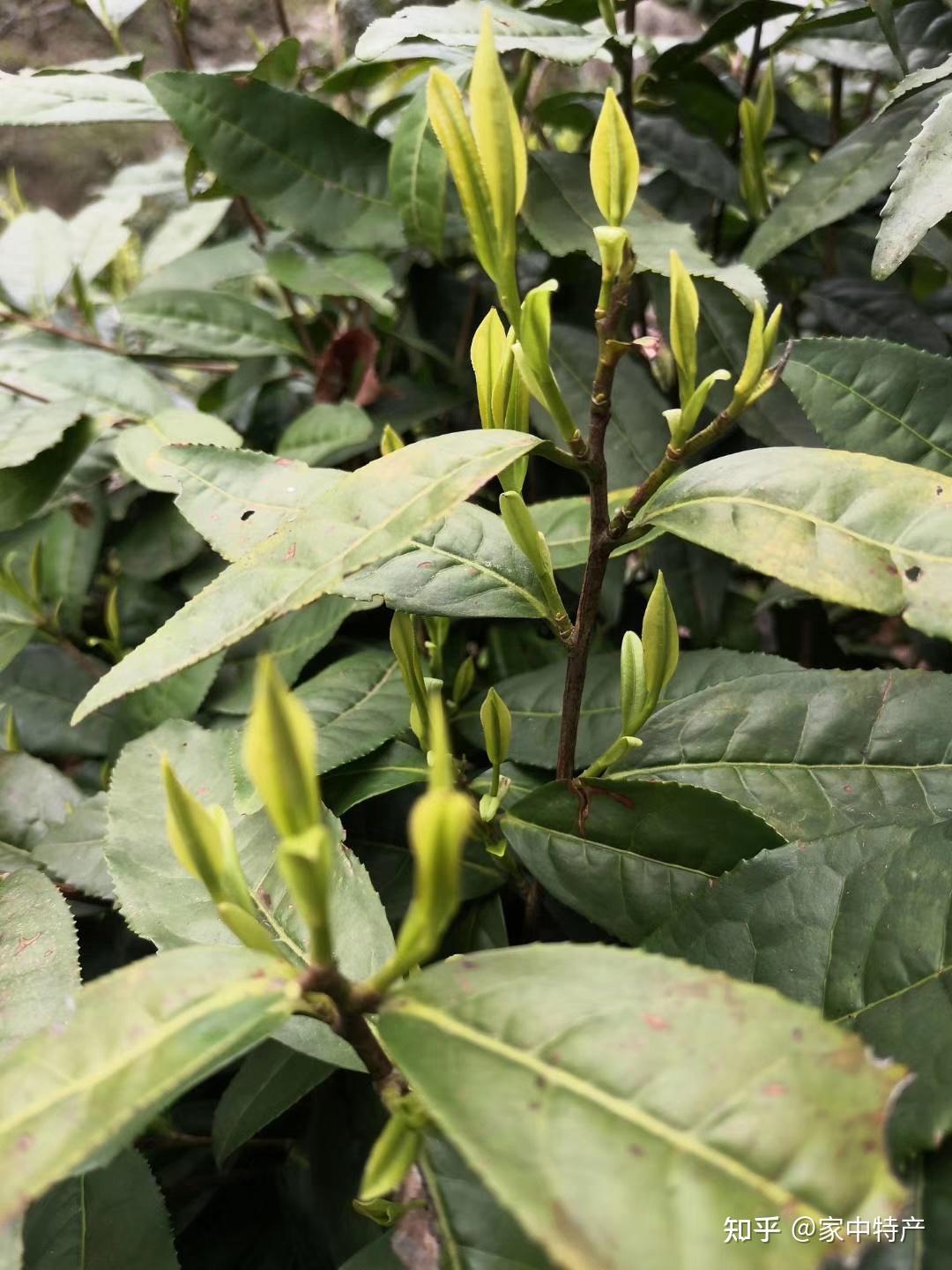 新茶口粮茶野生茶高山茶
