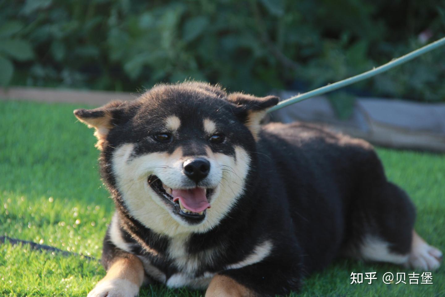 柴犬一般多少钱一只？柴犬的市场价怎么样? - 知乎