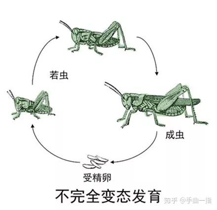 相对应的,还有不完全变态发育的昆虫,比如蝗虫,蟋蟀,螳螂,蜻蜓,它们不