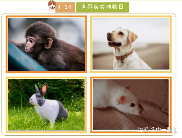 24世界实验动物日||感恩奉献,让我们向特殊的英雄们致敬! - 知乎