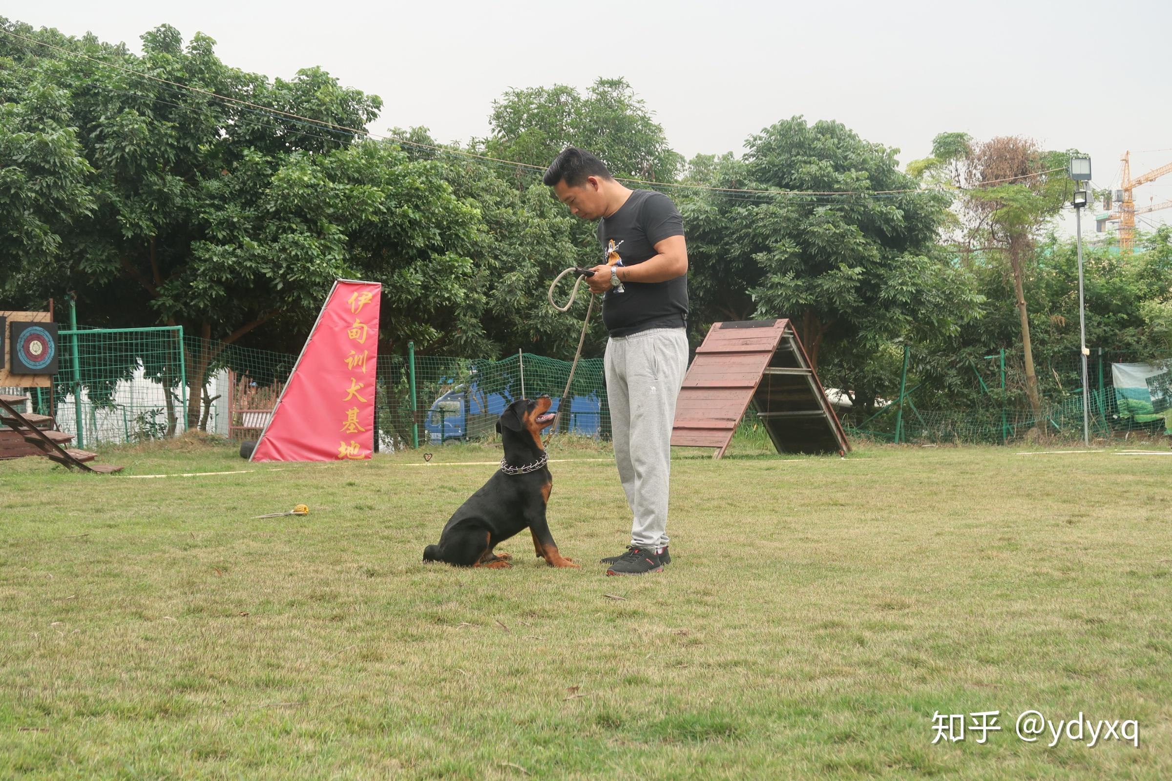 中山伊甸园训犬基地搜救犬的一天