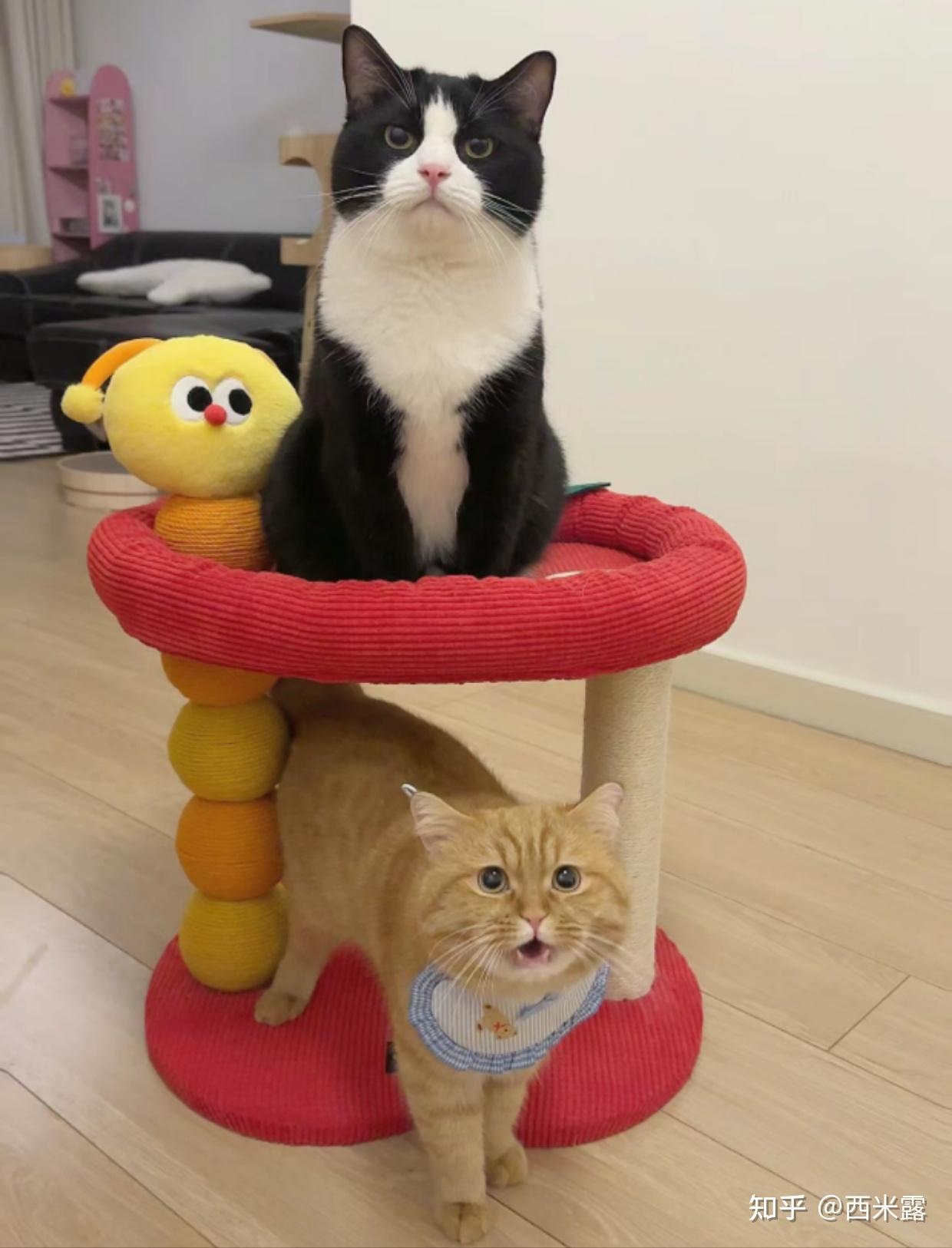 新手养猫一定知道的知识 - 知乎