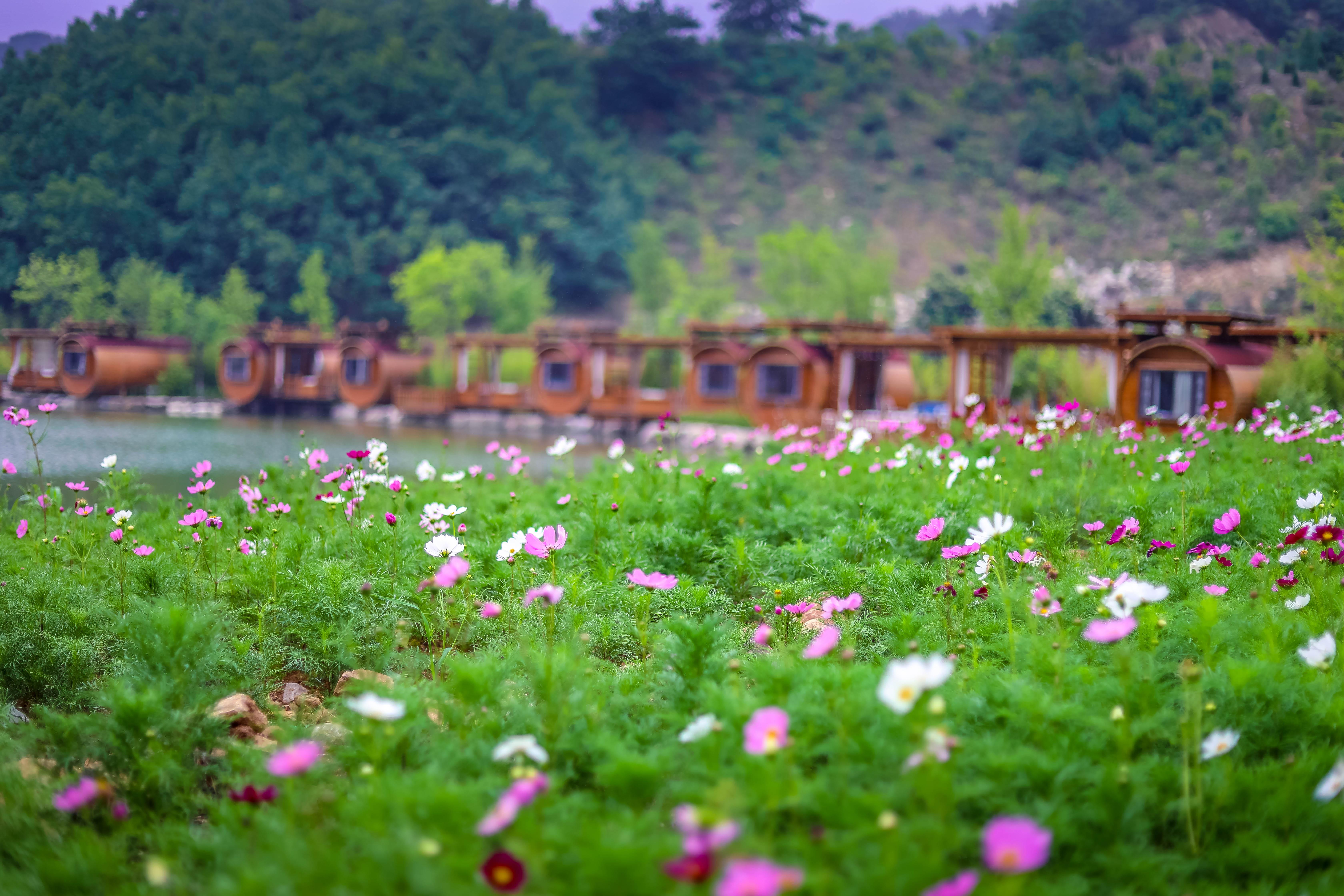 春日浪漫约会好去处，湖畔野餐、草坪星空、山海湖林…… - 知乎